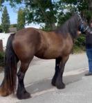 Lily, Filly 