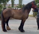 Lily, Filly 