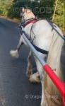 Poppy, Ride & Drive Filly
