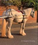 Poppy, Ride & Drive Filly