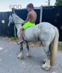 Poppy, Ride & Drive Filly