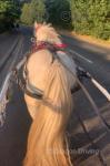 Poppy, Ride & Drive Filly