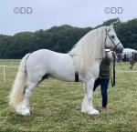 G & R Topper, 15.3hh Driving Stallion 