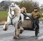 G & R Topper, 15.3hh Driving Stallion 