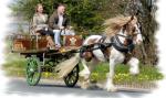 G & R Topper, 15.3hh Driving Stallion 