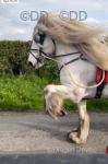 G & R Topper, 15.3hh Driving Stallion 