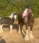 12.2hh Broodmare 