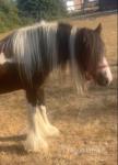 12.2hh Broodmare 