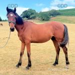 Rodney, WPB Yearling Colt