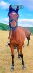 Rodney, WPB Yearling Colt