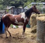 15.2hh Mare Possibly in Foal