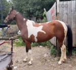 15.2hh Mare Possibly in Foal