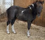 Mickie and Daffy, Colt Foals 