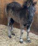 Mickie and Daffy, Colt Foals 