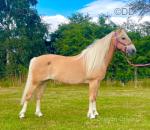 Princess, 14.2hh Riding Mare