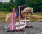 Princess, 14.2hh Riding Mare