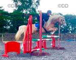 Princess, 14.2hh Riding Mare