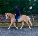 Princess, 14.2hh Riding Mare