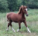 Yearling Welsh Section D Colt