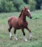 Yearling Welsh Section D Colt