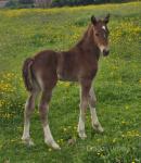 Welsh Section D Filly Foal