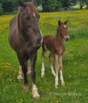 Welsh Section D Filly Foal