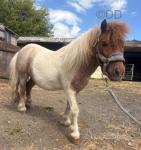 Shetland Riding Gelding 