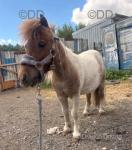 Shetland Riding Gelding 
