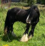 14.1hh Ride and Drive Gelding