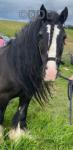 14.1hh Ride and Drive Gelding