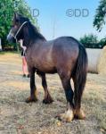 Colt