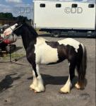 11hh Mare