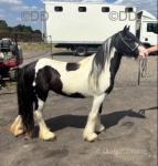 11hh Mare
