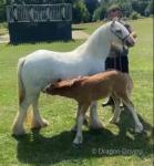 12hh Broodmare with Colt Foal at Foot