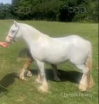 12hh Broodmare with Colt Foal at Foot