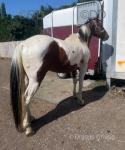 15.1hh Driving Gelding