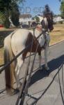 15.1hh Driving Gelding