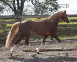 Welsh Section B Colt 