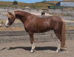 Welsh Section B Colt 
