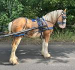Duke, Gelding 