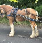 Duke, Gelding 