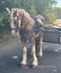 Duke, Gelding 