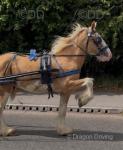 Duke, Gelding 