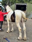 Domino, Driving Gelding 