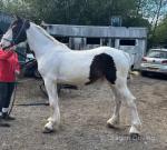 Domino, Driving Gelding 