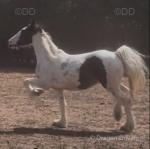 Domino, Driving Gelding 