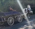 Domino, Driving Gelding 