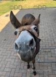 Jasper, Mule Colt
