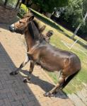 Jasper, Mule Colt