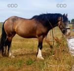 Lilly, 14.2hh Riding Mare